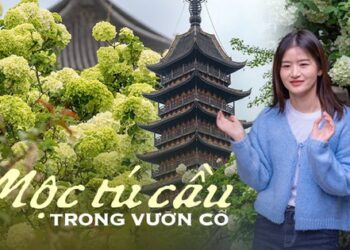 Tô Châu mùa hoa mộc tú cầu: Cả thành phố khoác lên tấm áo cầu hoa trắng tinh khôi, đứng đâu cũng có ảnh đẹp