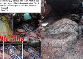 Chấn động hội mê du lịch đảo Phú Quý: Phát hiện ổ rắn độc 15 con ở bãi đá, sự thật là gì?