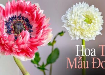 Hội chị em “phát sốt” với loài hoa mang vẻ đẹp ngọt như kẹo, lại có tác dụng chữa bệnh