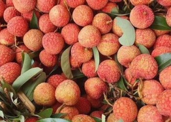 Vải u hồng chín sớm, giá cao ngất hơn 100.000 đồng/kg vẫn hút khách