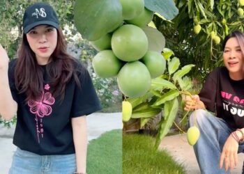 Mỹ Tâm khiến dân mạng “mắt tròn mắt dẹt” khi “flex” khu vườn siêu trái: Cây táo 2000 trái mọc như nho, xoài mọc sà xuống tận sát mặt đất