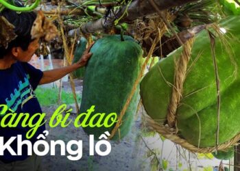 Sự thật ít ai biết về làng bí đao “khổng lồ” ở Bình Định, có quả nặng tới 80kg 2 người khiêng mới xuể