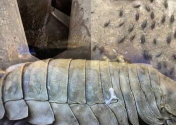Sự thật về ổ gián trên đảo Cô Tô khiến nhiều người sợ hãi: Nhìn “hú hồn” nhưng lại là một món đặc sản biển, giá vài triệu/kg?