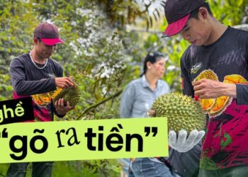Chàng trai 25 tuổi kinh nghiệm 7 năm leo cây gõ sầu chia sẻ về nghề độc lạ: Thu nhập ngang giám đốc, nhưng không phải ai cũng theo được vì lý do này